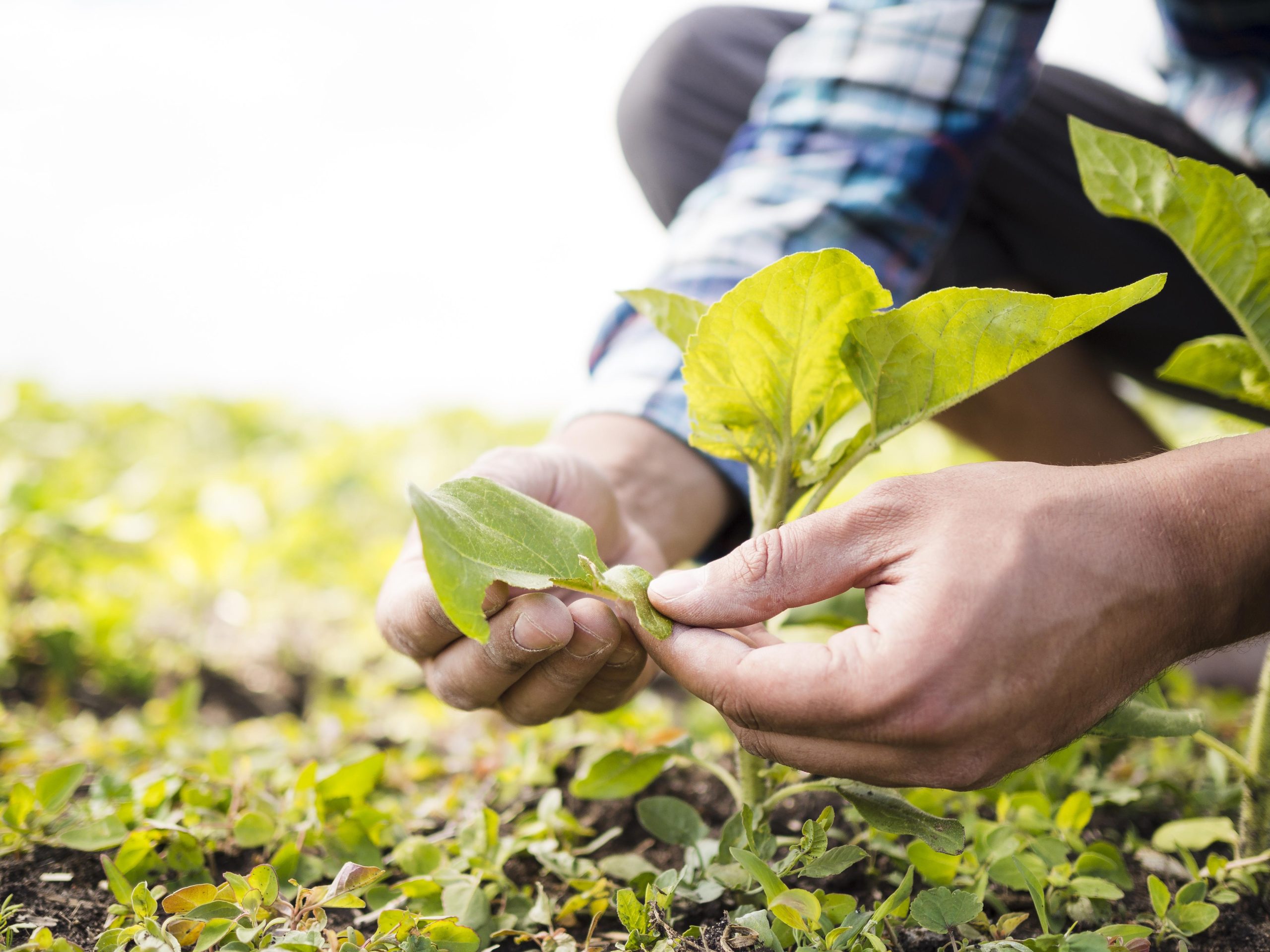 05 Descubra Como a Agricultura Sustentável Está Transformando o Futuro da Alimentação e do Planeta​